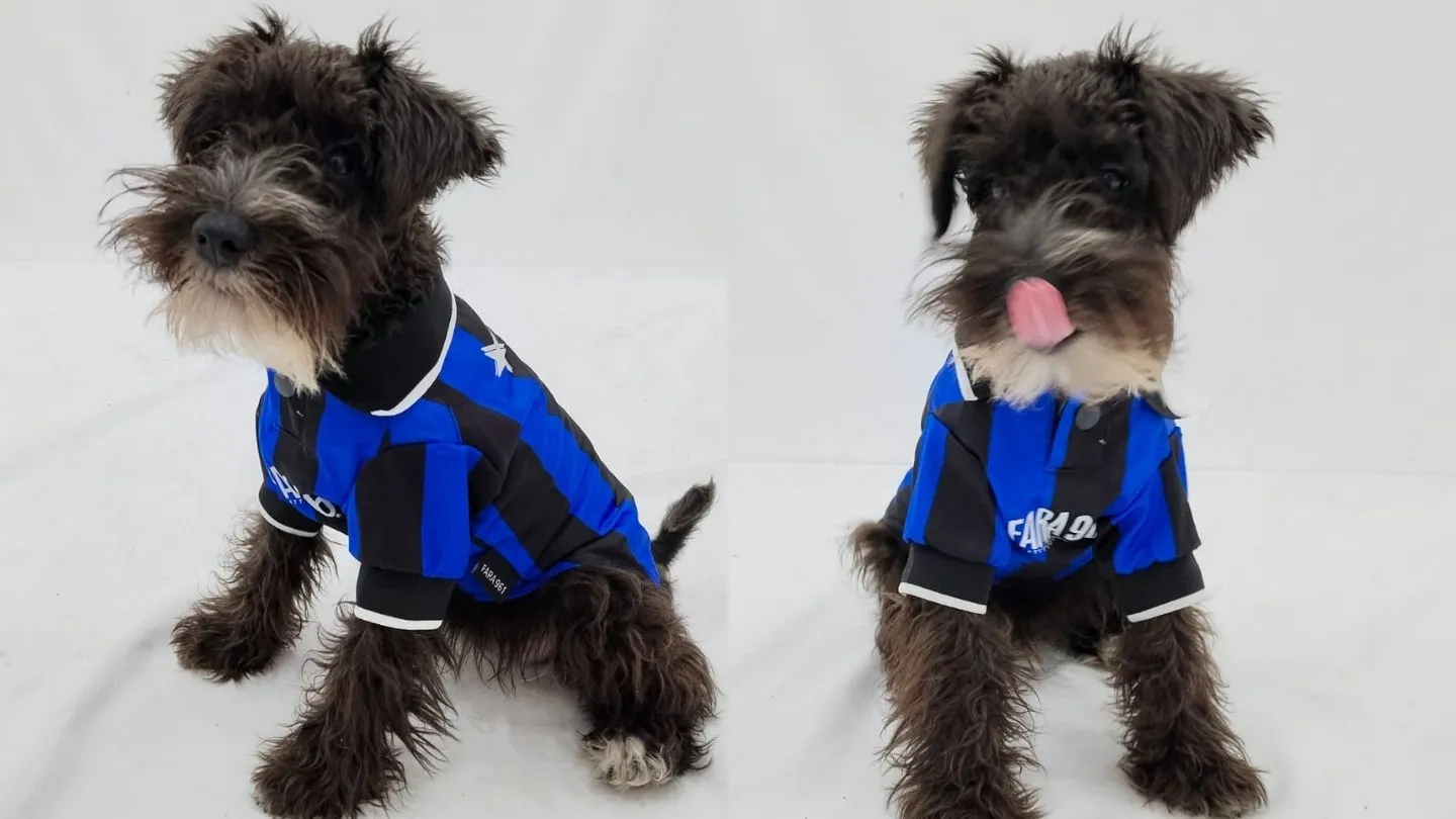 schnauzer miniatura con sudadera de estilo urbano de FARA 961