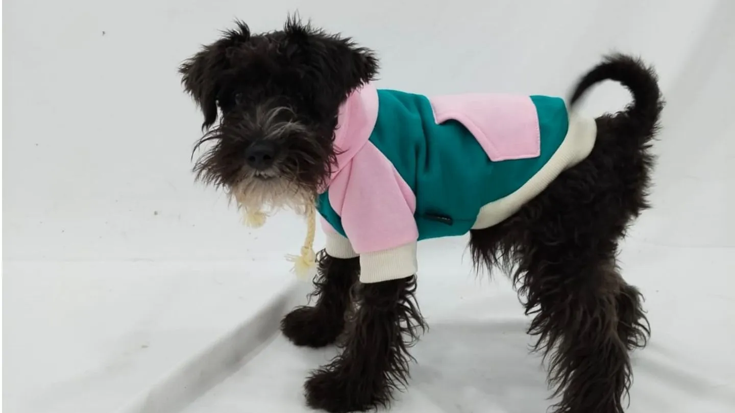 schnauzer miniatura con camiseta de fútbol personalizada de estilo urbano