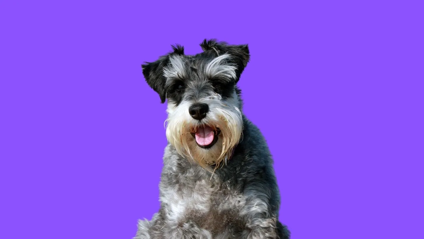 ropa para schnauzer miniatura con estilo urbano