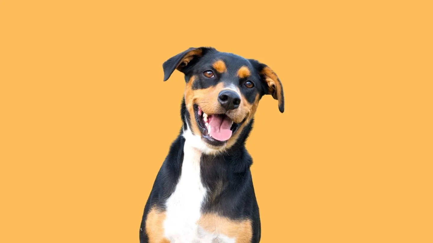 sudadera con capucha para perro de estilo urbano y cómoda