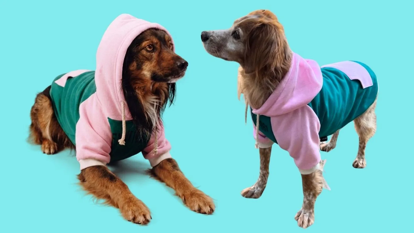 midiendo el contorno de pecho de un perro para elegir la talla de sudadera