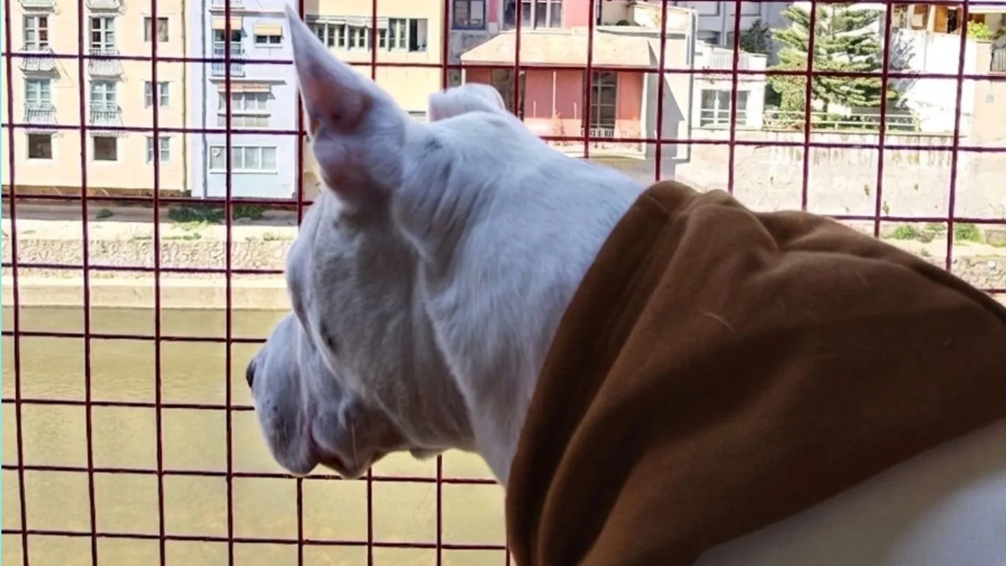 perro con sudadera de FARA 961 bien ajustada a su talla