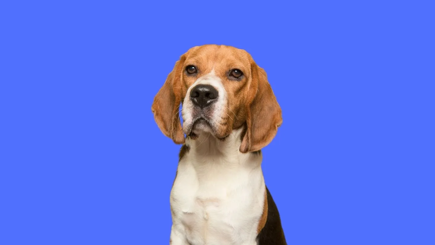 talla de sudadera para perro bien ajustada según sus medidas