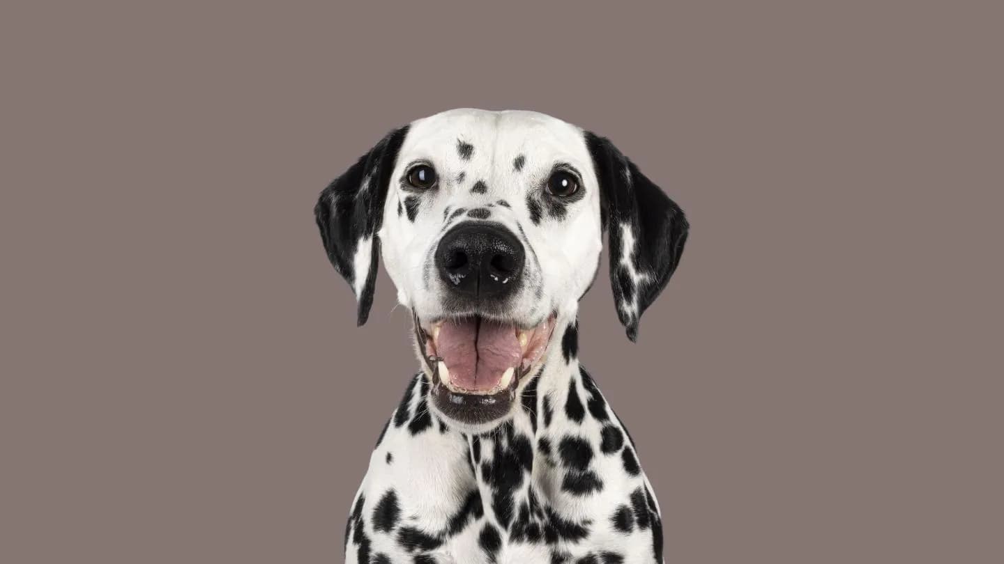 tendencias en ropa para perros 2026 con estilo urbano