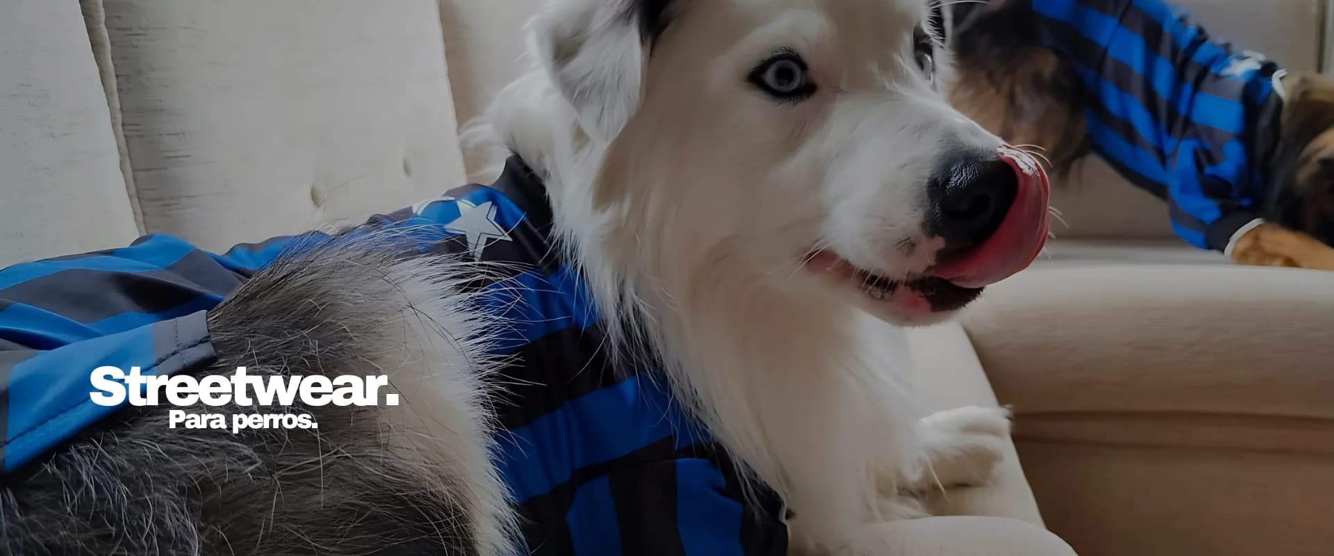 FARA 961 — Streetwear para perros