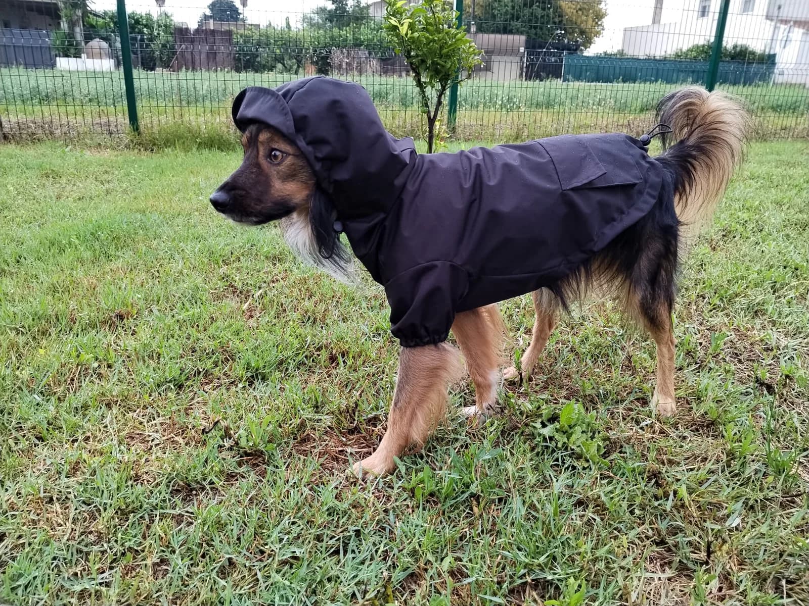 Chubasqueros impermeables para perros — Protección total diseñada en Girona