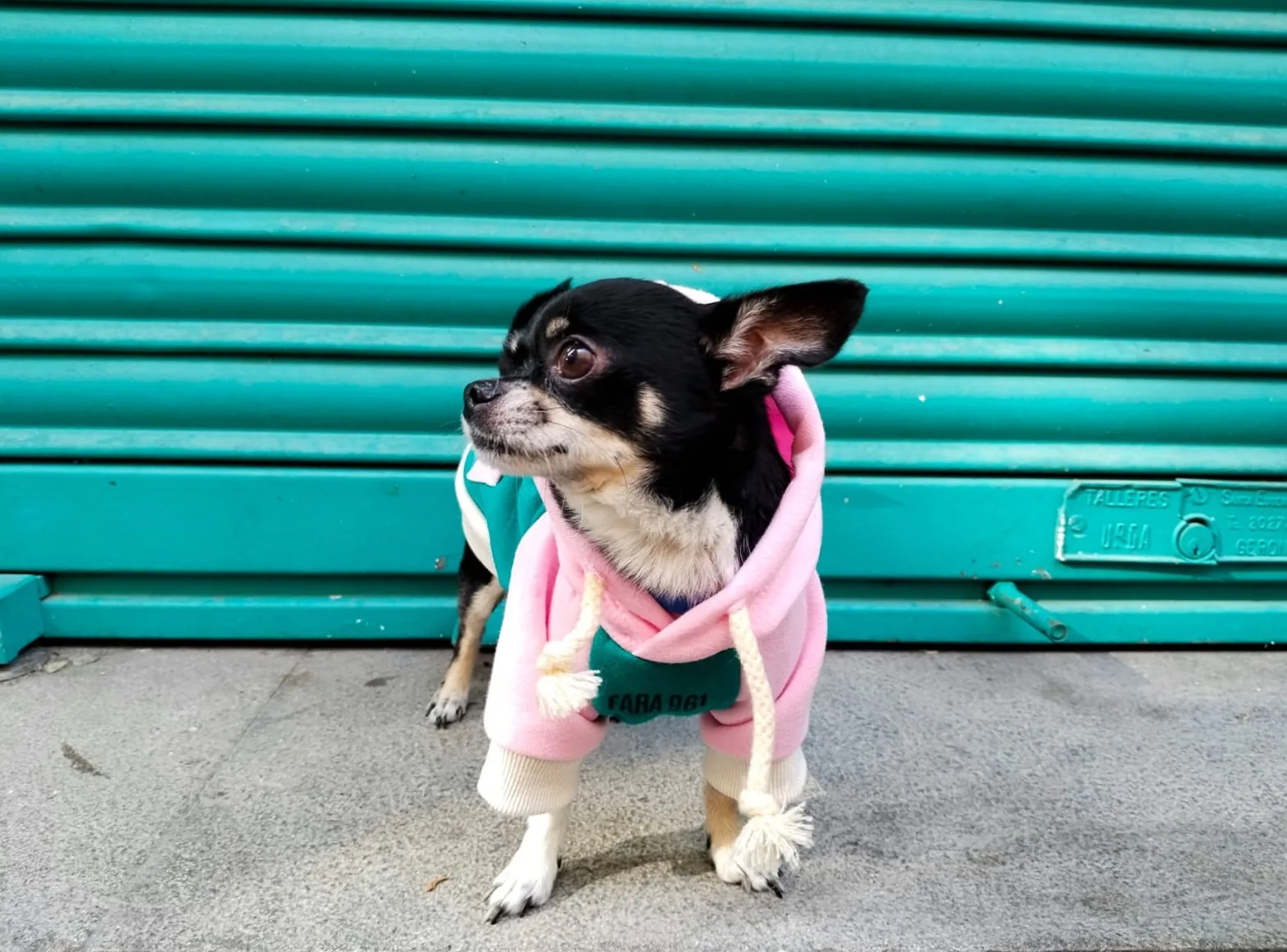 FARA 961 — Streetwear para perros