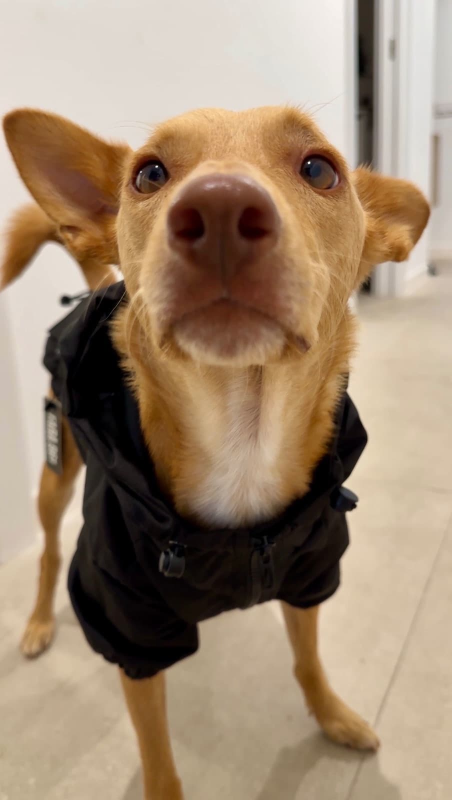 Canigó Raincoat