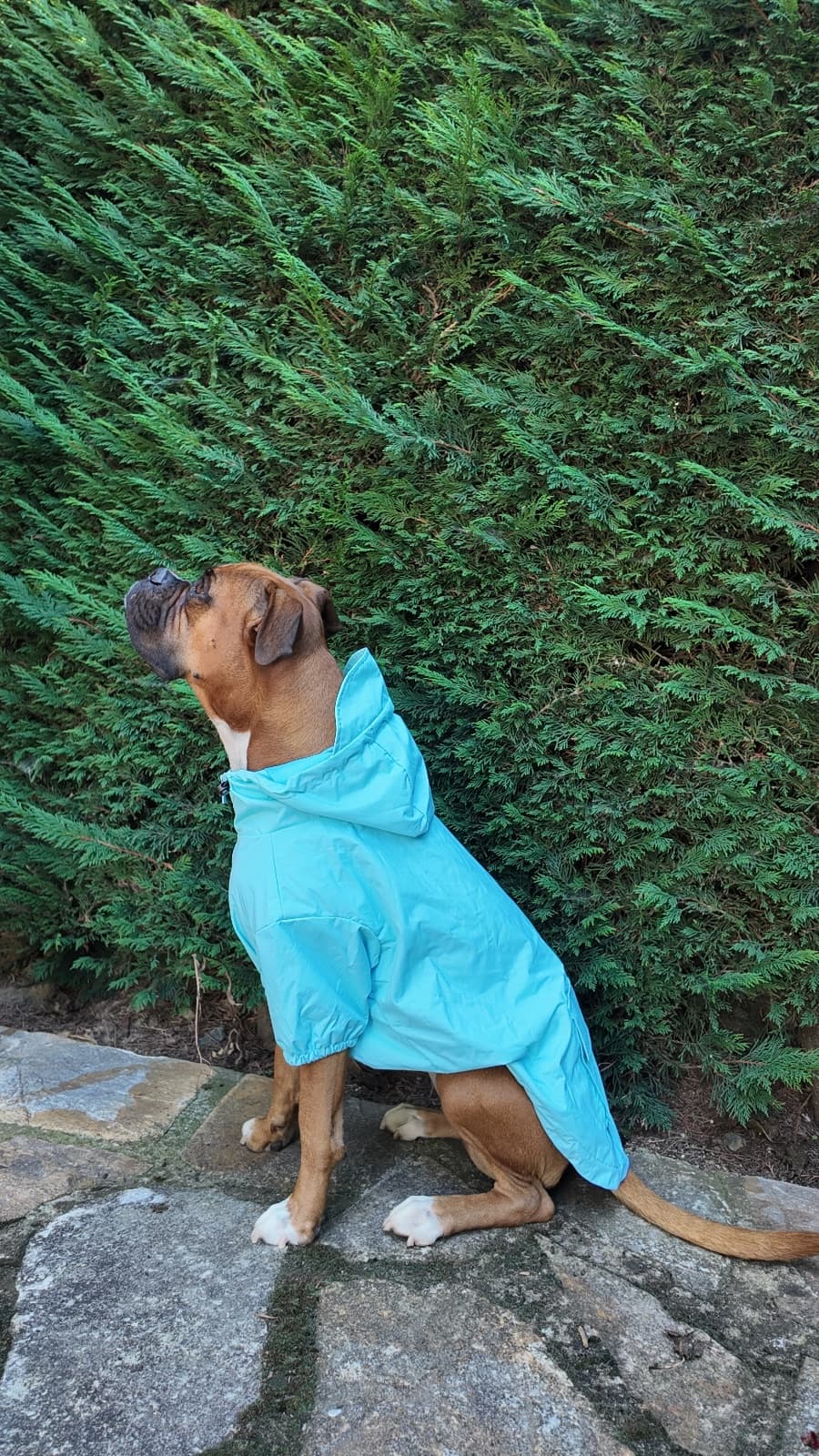 Lobeira Raincoat