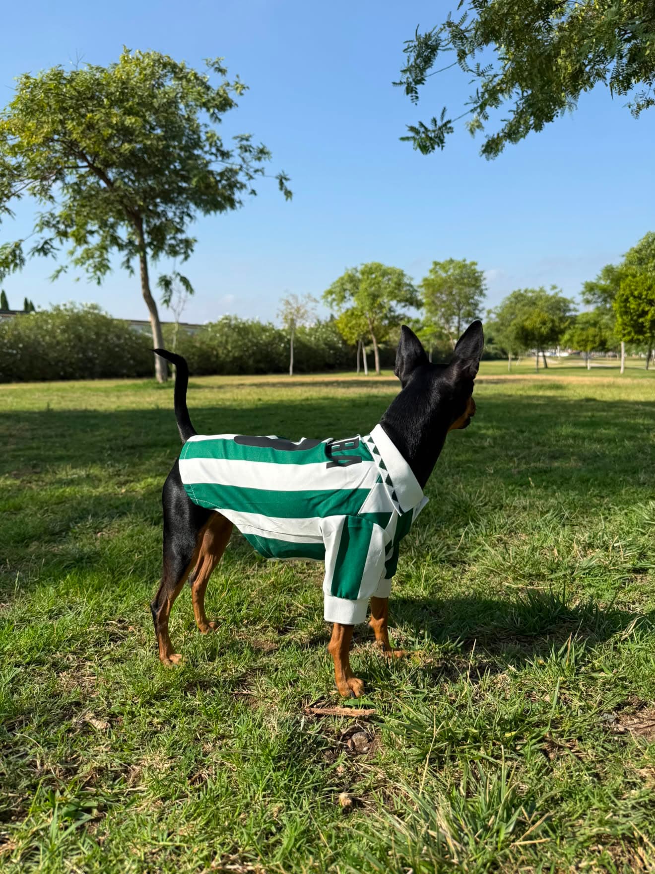 Perro con camiseta de futbol verdiblanca