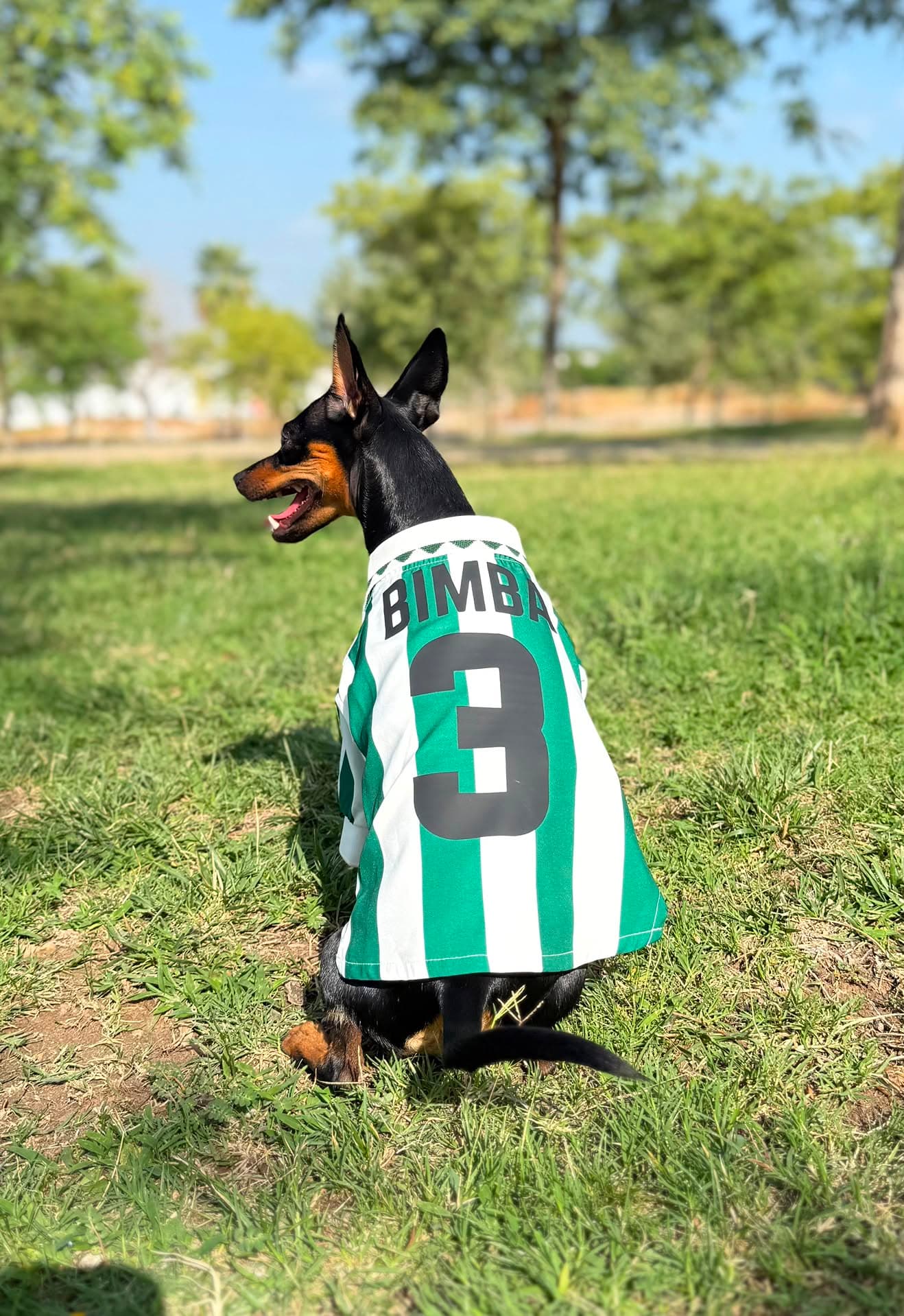 Perro con camiseta de futbol verdiblanca
