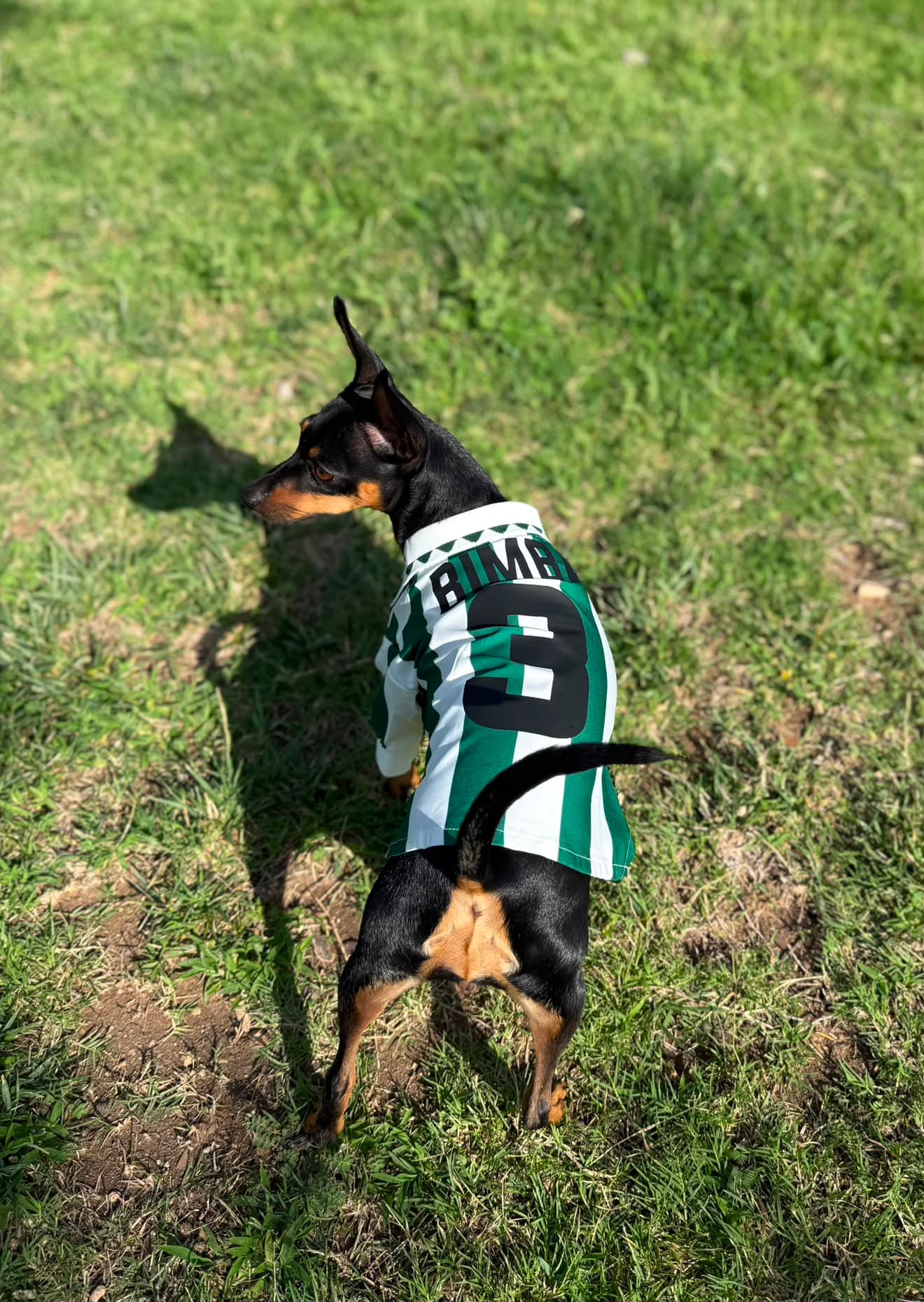 Perro con camiseta de futbol verdiblanca