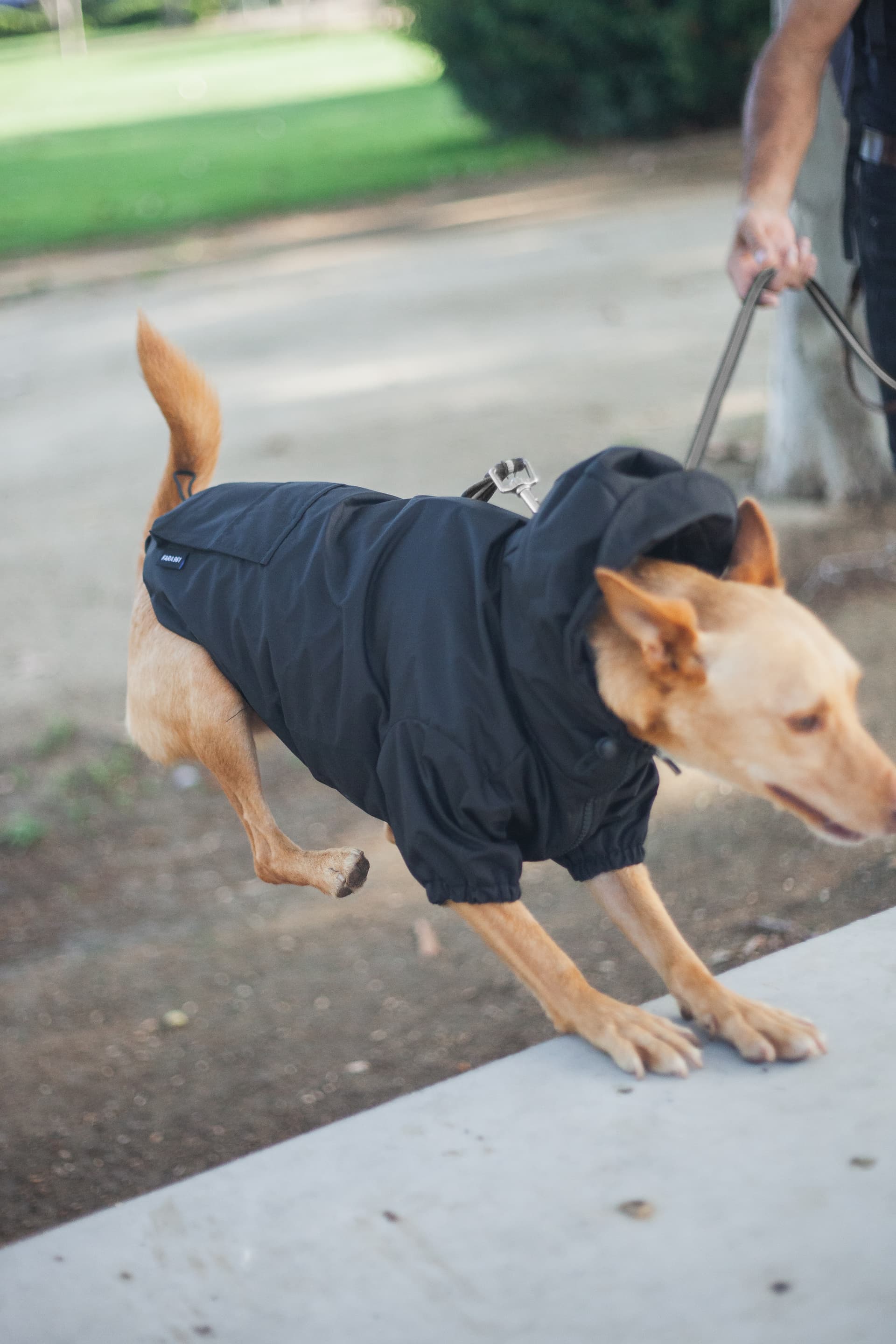 Perro con chubasquero