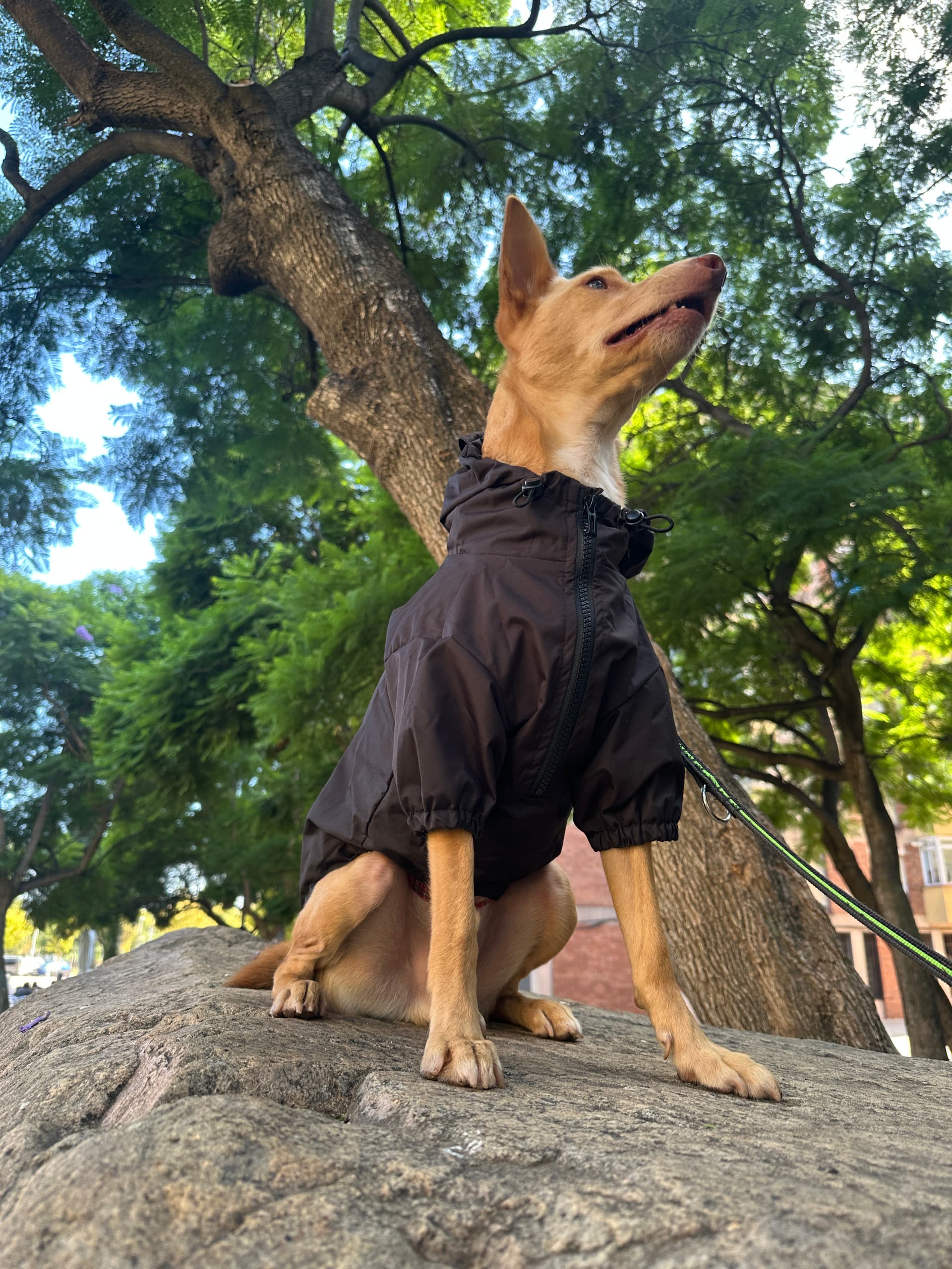 Perro con chubasquero