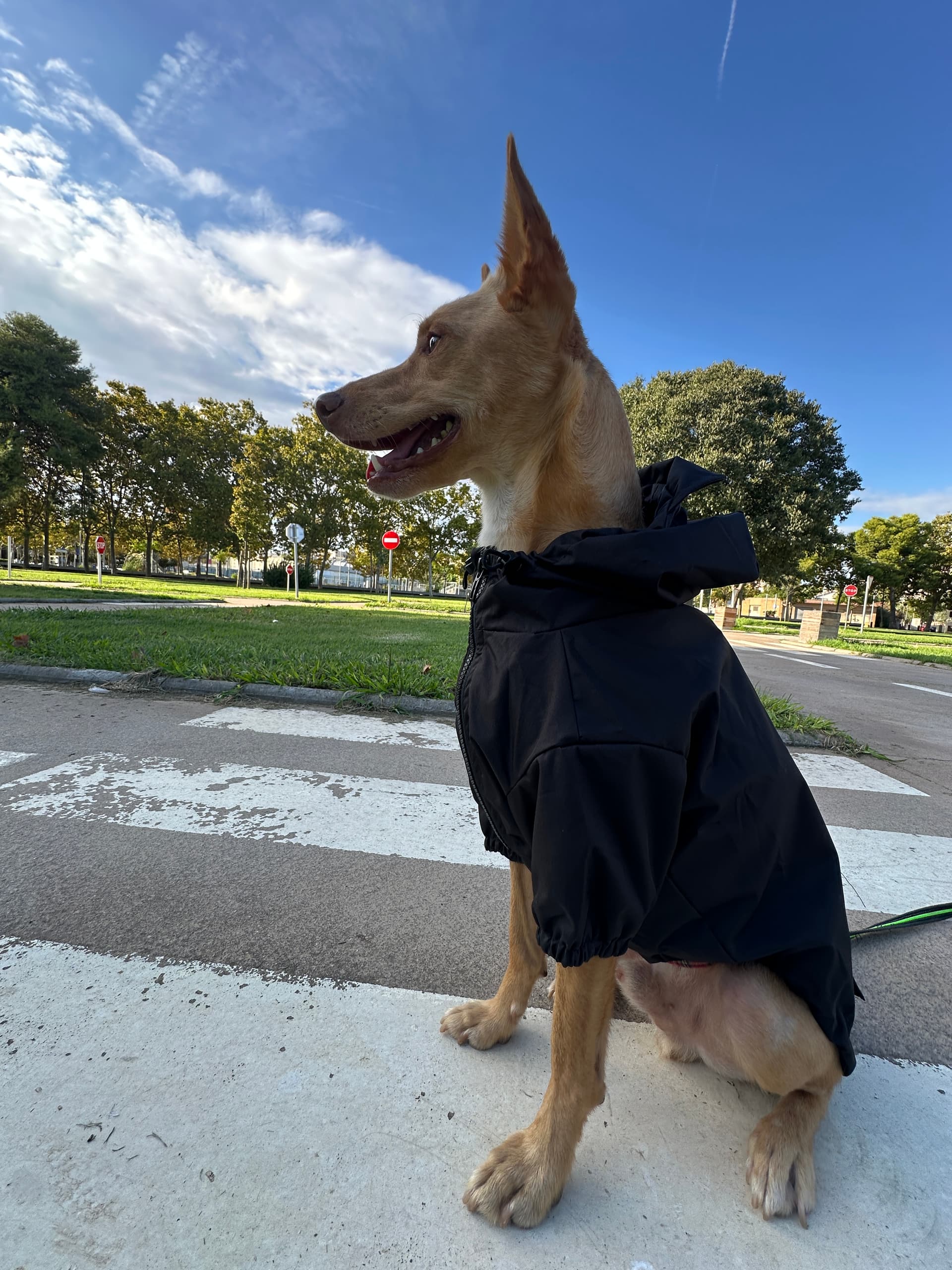 Perro con chubasquero