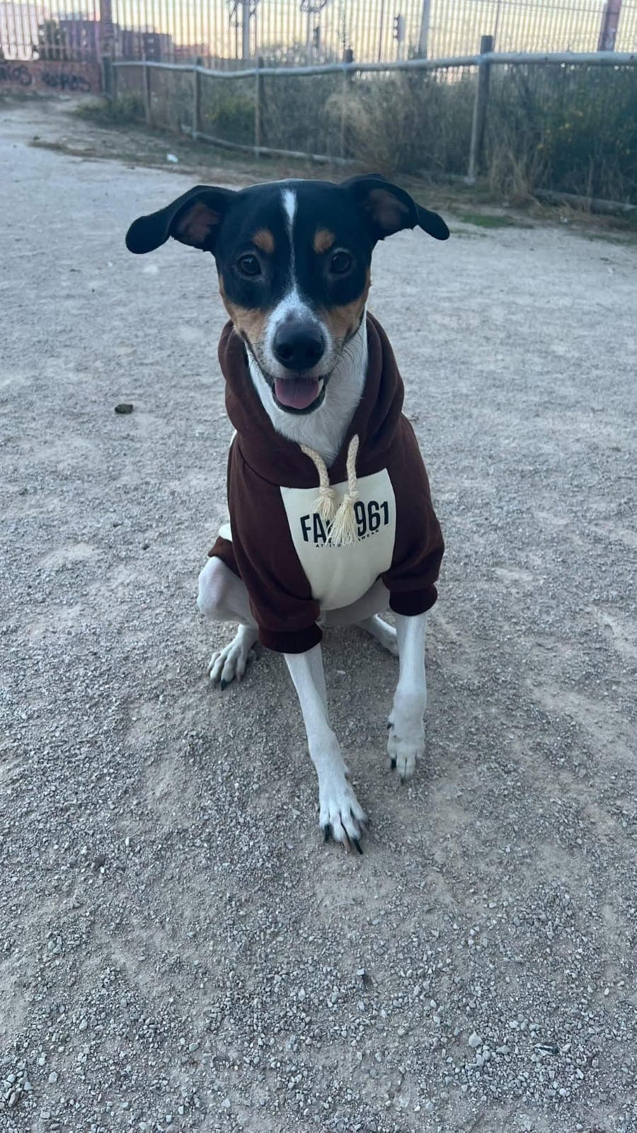 Perro con sudadera