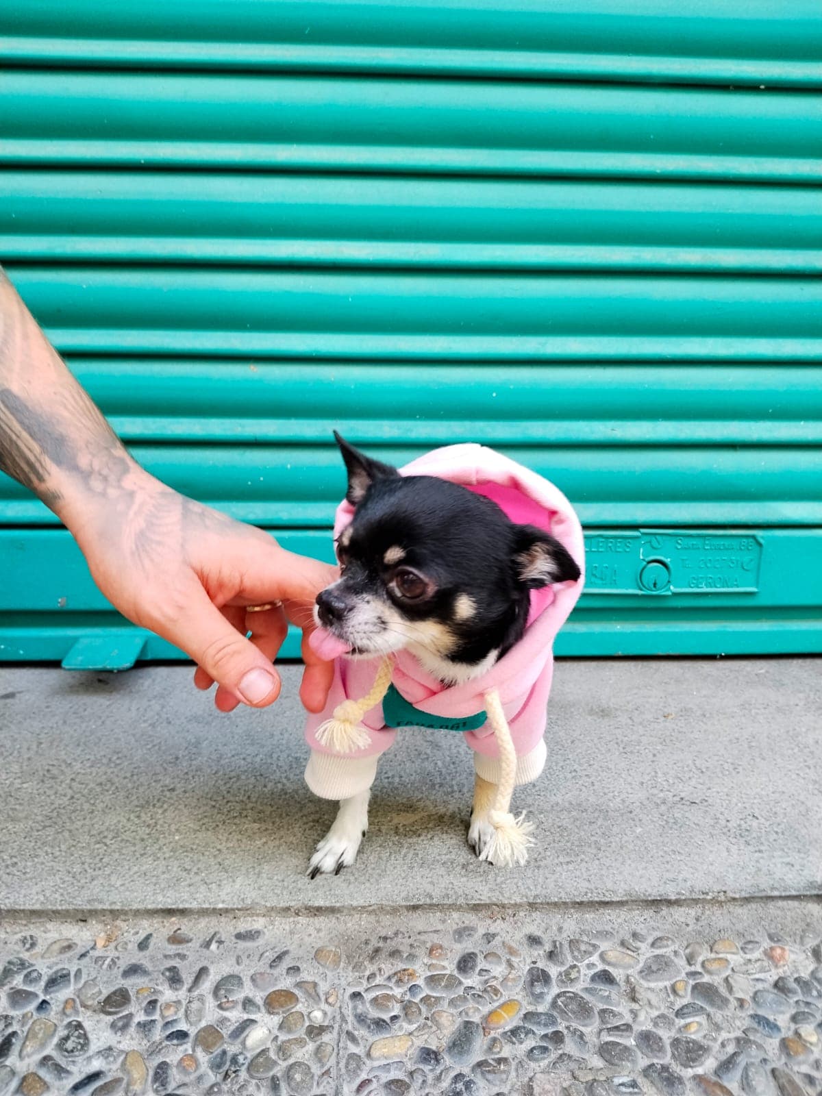 Perro con sudadera rosa